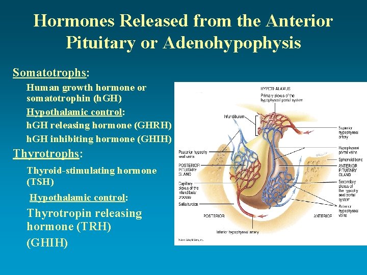 Hormones Released from the Anterior Pituitary or Adenohypophysis Somatotrophs: Human growth hormone or somatotrophin