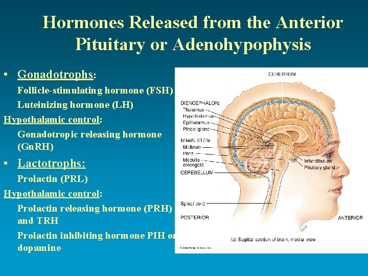 Hormones Released from the Anterior Pituitary or Adenohypophysis • Gonadotrophs: Follicle-stimulating hormone (FSH) Luteinizing