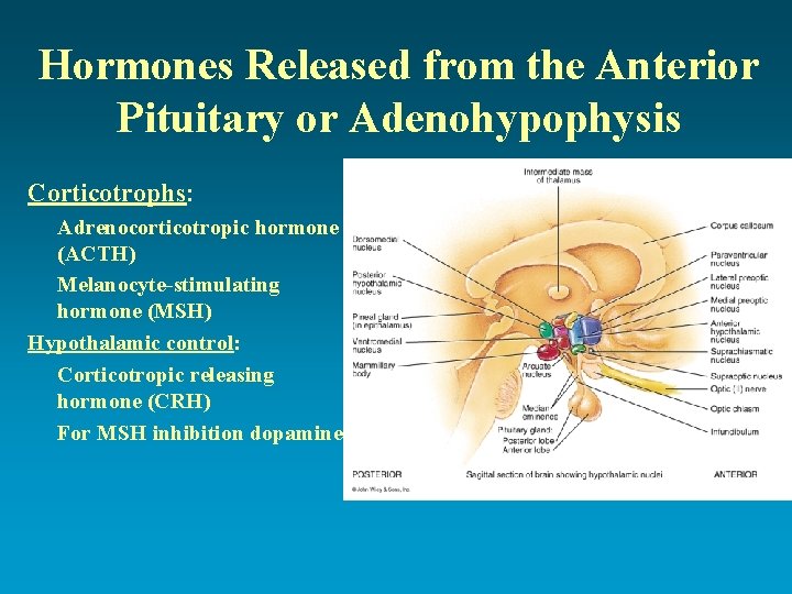 Hormones Released from the Anterior Pituitary or Adenohypophysis Corticotrophs: Adrenocorticotropic hormone (ACTH) Melanocyte-stimulating hormone