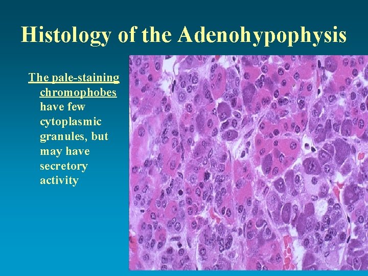 Histology of the Adenohypophysis The pale-staining chromophobes have few cytoplasmic granules, but may have