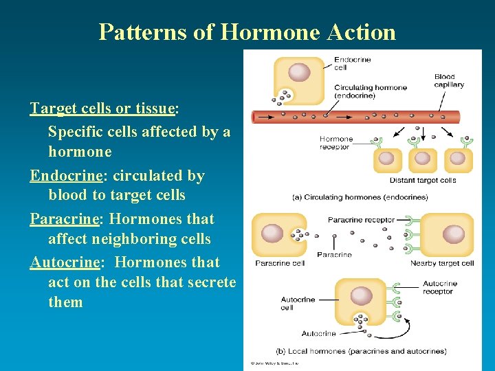 Patterns of Hormone Action Target cells or tissue: Specific cells affected by a hormone