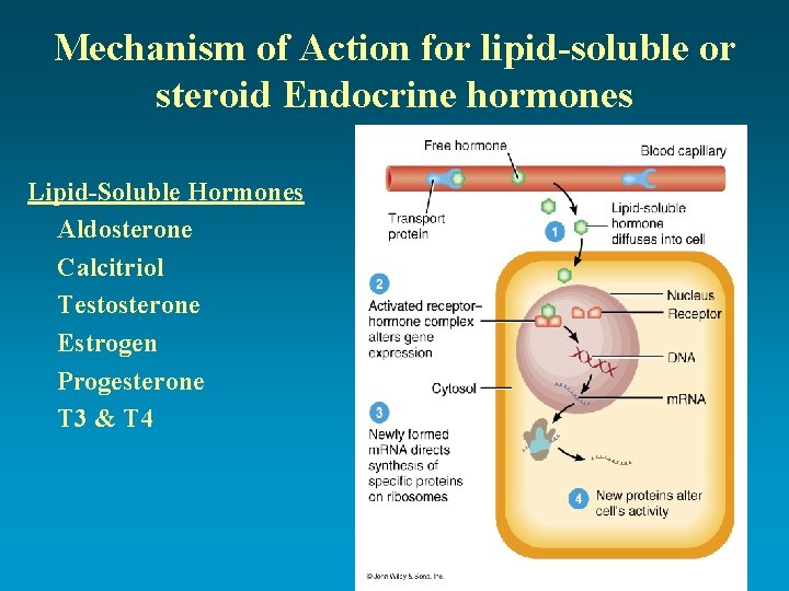 Mechanism of Action for lipid-soluble or steroid Endocrine hormones Lipid-Soluble Hormones Aldosterone Calcitriol Testosterone