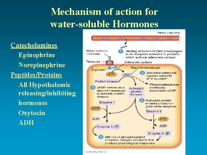 Mechanism of action for water-soluble Hormones Catecholamines Epinephrine Norepinephrine Peptides/Proteins All Hypothalamic releasing/inhibiting hormones