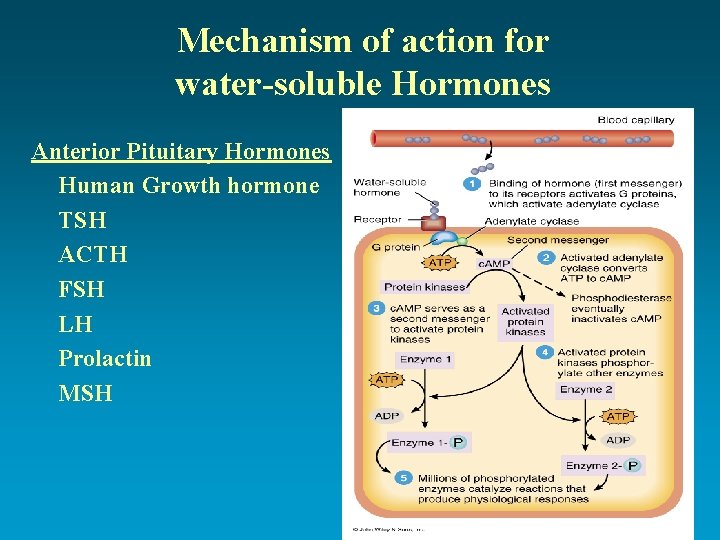 Mechanism of action for water-soluble Hormones Anterior Pituitary Hormones Human Growth hormone TSH ACTH