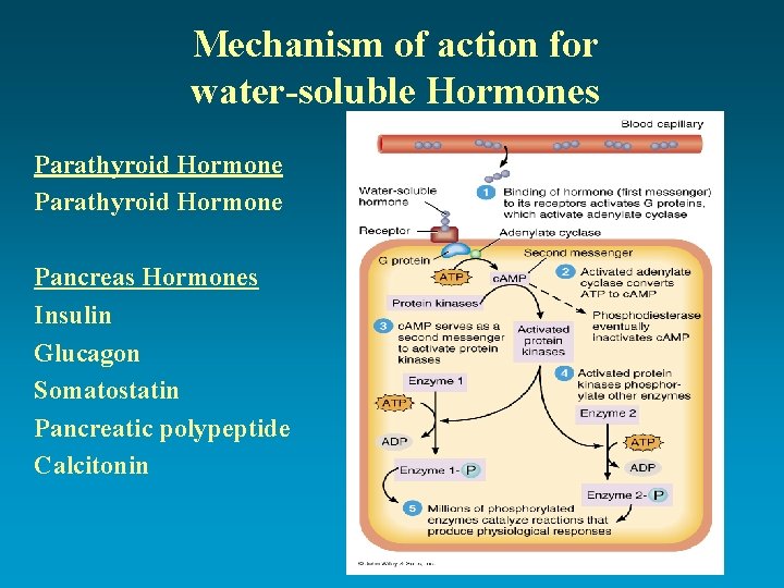 Mechanism of action for water-soluble Hormones Parathyroid Hormone Pancreas Hormones Insulin Glucagon Somatostatin Pancreatic