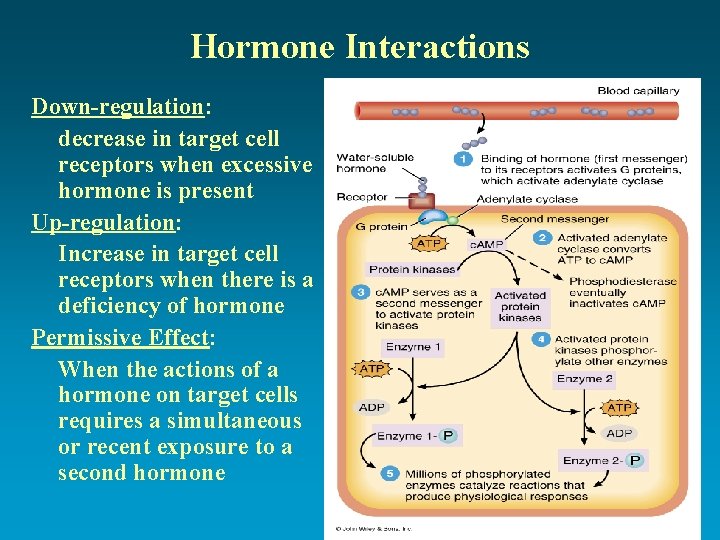 Hormone Interactions Down-regulation: decrease in target cell receptors when excessive hormone is present Up-regulation: