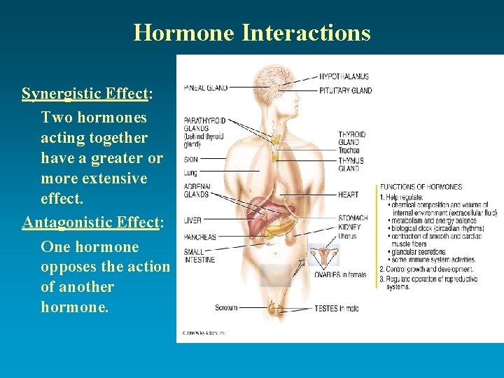 Hormone Interactions Synergistic Effect: Two hormones acting together have a greater or more extensive