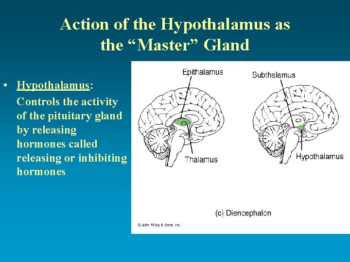 Action of the Hypothalamus as the “Master” Gland • Hypothalamus: Controls the activity of