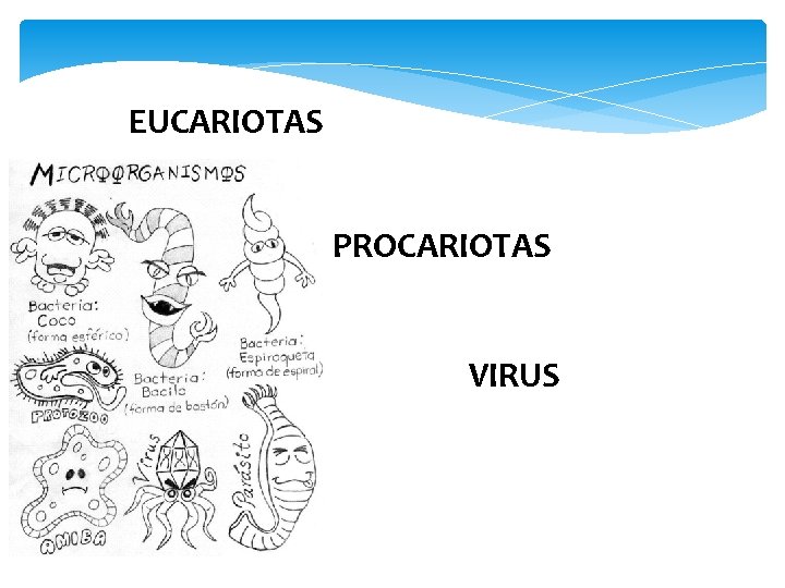 EUCARIOTAS PROCARIOTAS VIRUS 