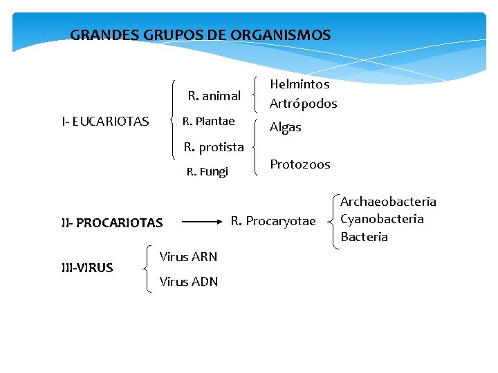 GRANDES GRUPOS DE ORGANISMOS R. animal I- EUCARIOTAS R. Plantae Helmintos Artrópodos Algas R.