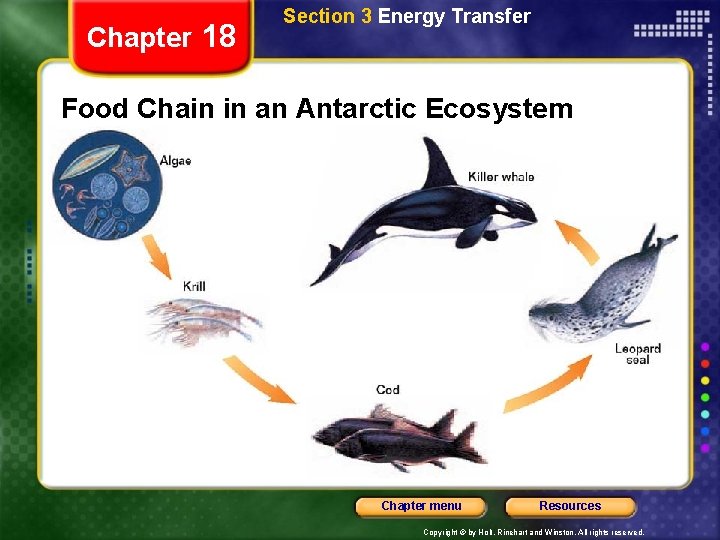 Chapter 18 Section 3 Energy Transfer Food Chain in an Antarctic Ecosystem Chapter menu