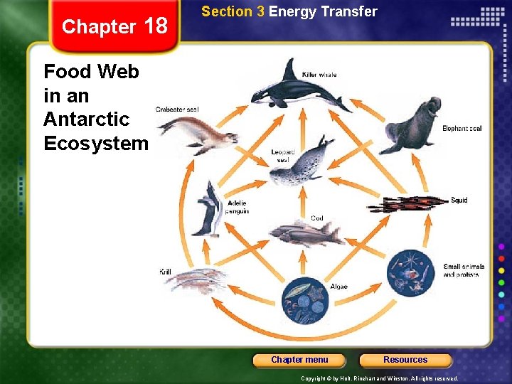 Chapter 18 Section 3 Energy Transfer Food Web in an Antarctic Ecosystem Chapter menu