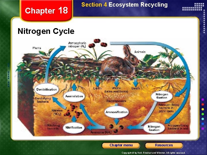 Chapter 18 Section 4 Ecosystem Recycling Nitrogen Cycle Chapter menu Resources Copyright © by