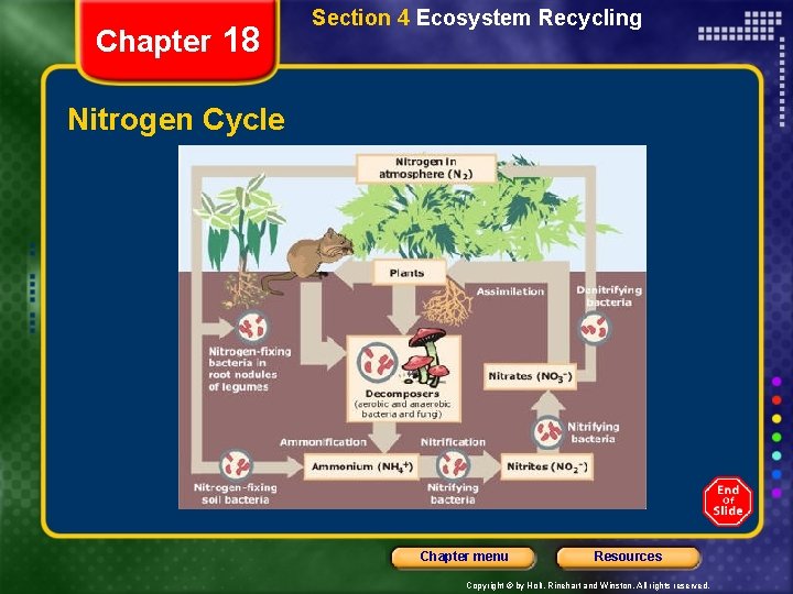 Chapter 18 Section 4 Ecosystem Recycling Nitrogen Cycle Chapter menu Resources Copyright © by