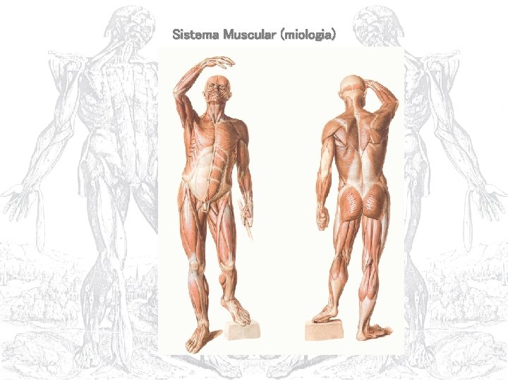 Sistema Muscular (miologia) 