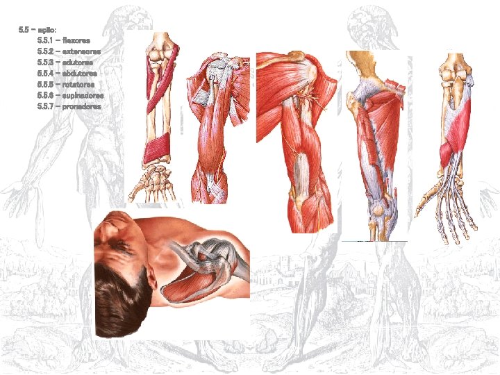 5. 5 – ação: 5. 5. 1 – flexores 5. 5. 2 – extensores