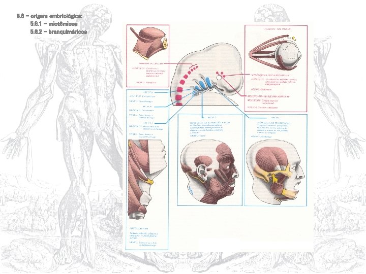 5. 6 – origem embriológica: 5. 6. 1 – miotômicos 5. 6. 2 –