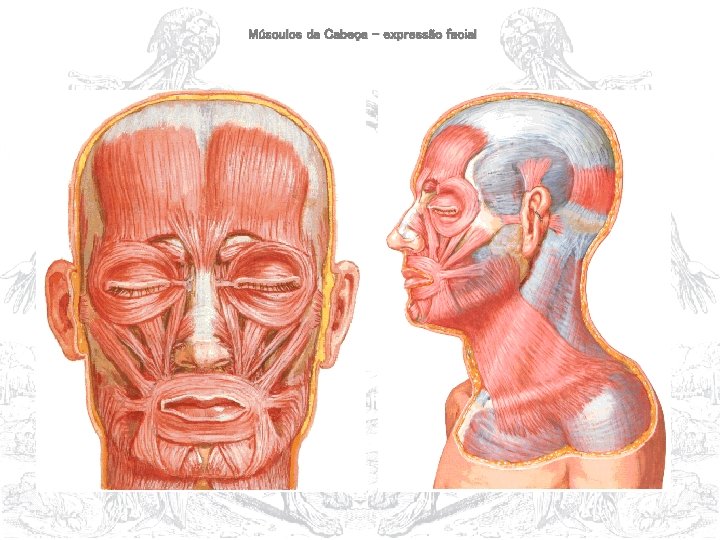 Músculos da Cabeça – expressão facial 