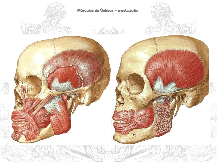 Músculos da Cabeça – mastigação 