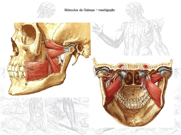 Músculos da Cabeça – mastigação 