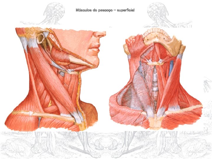 Músculos do pescoço – superficial 