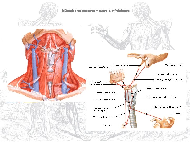 Músculos do pescoço – supra e infraioídeos 