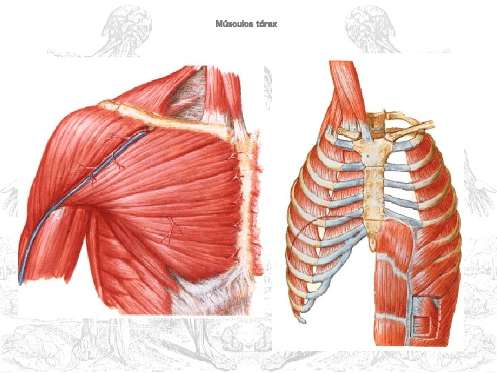 Músculos tórax 