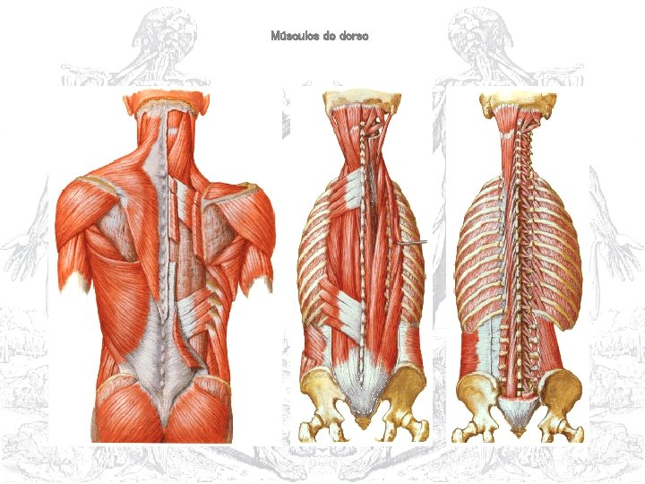 Músculos do dorso 