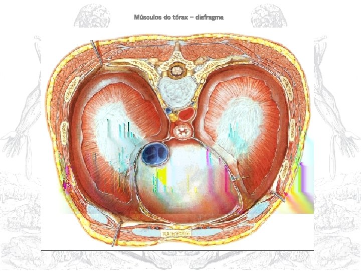 Músculos do tórax – diafragma 