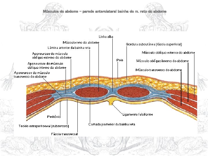 Músculos do abdome – parede anterolateral bainha do m. reto do abdome 