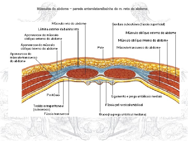 Músculos do abdome – parede anterolateralbainha do m. reto do abdome 