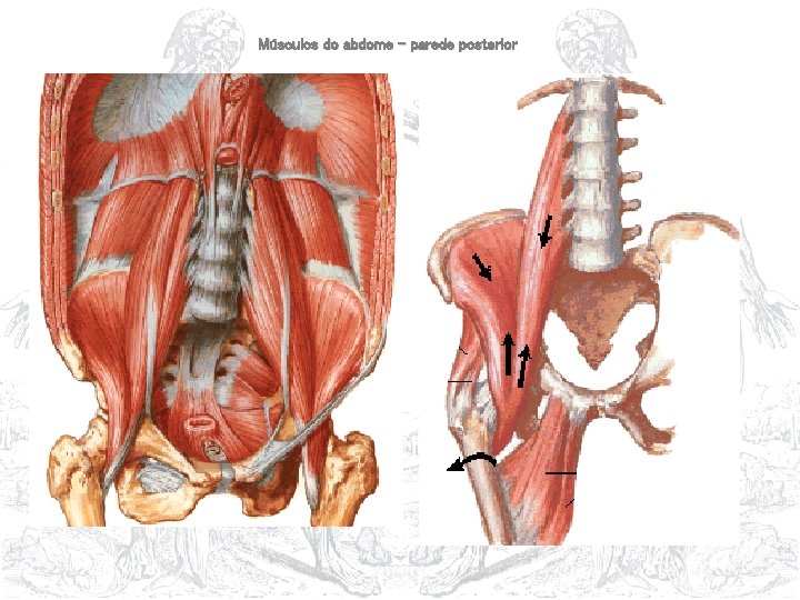 Músculos do abdome – parede posterior 