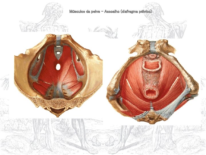 Músculos da pelve – Assoalho (diafragma pélvico) 