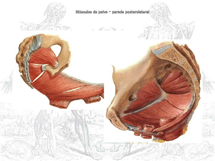 Músculos da pelve – parede posterolateral 