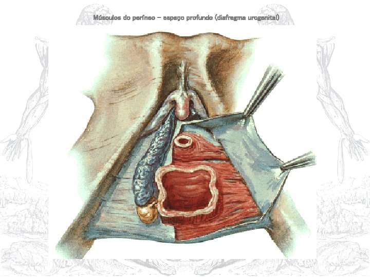 Músculos do períneo – espaço profundo (diafragma urogenital) 