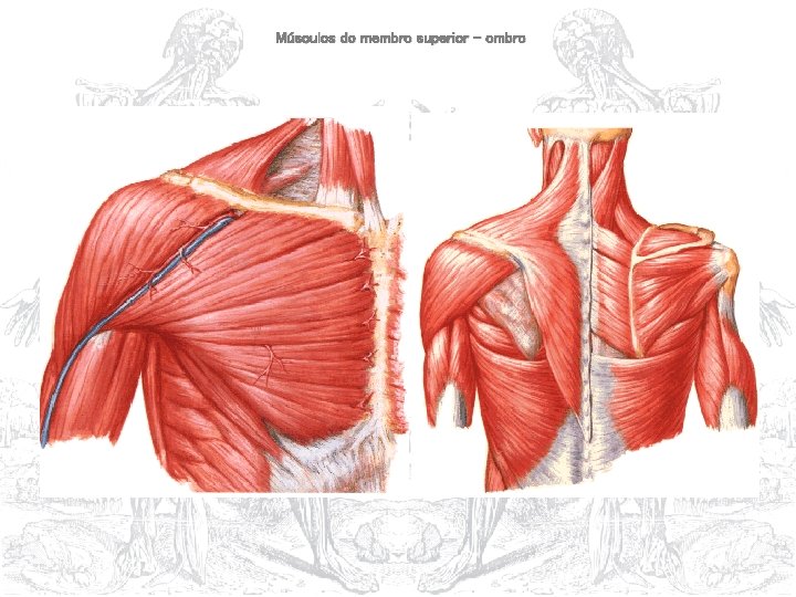 Músculos do membro superior - ombro 