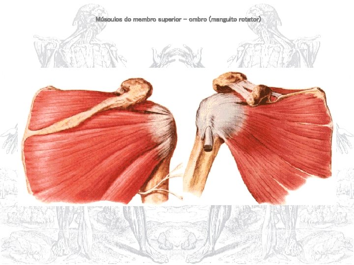 Músculos do membro superior – ombro (manguito rotator) 