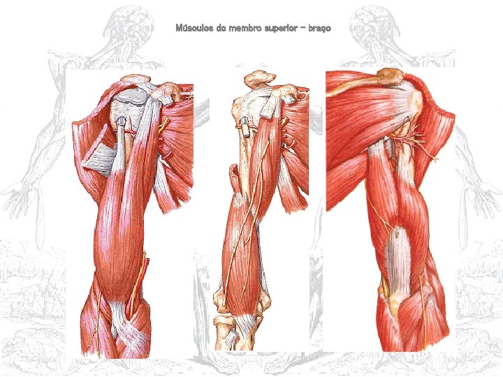 Músculos do membro superior – braço 