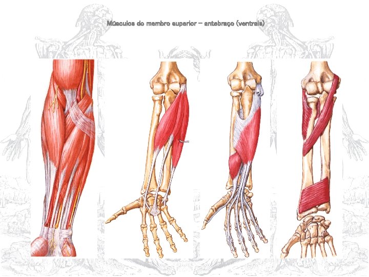 Músculos do membro superior – antebraço (ventrais) 
