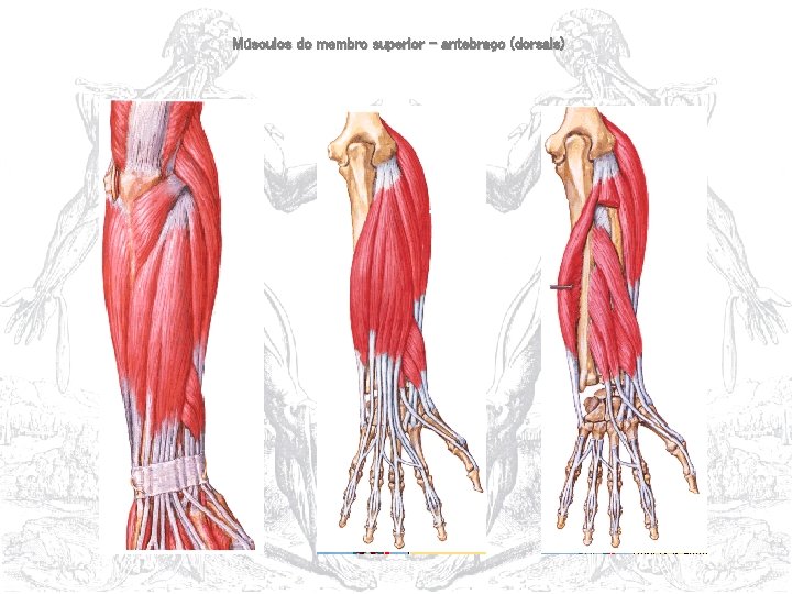 Músculos do membro superior – antebraço (dorsais) 