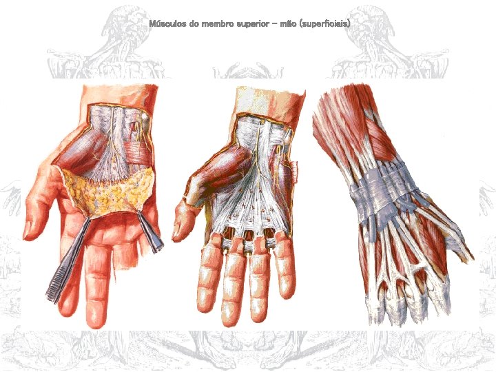 Músculos do membro superior – mão (superficiais) 