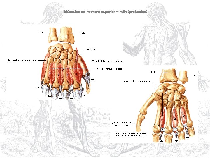 Músculos do membro superior – mão (profundos) 