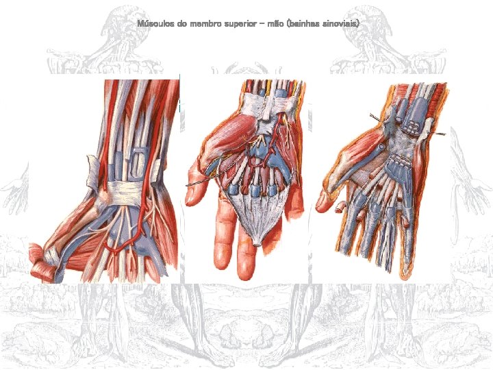 Músculos do membro superior – mão (bainhas sinoviais) 