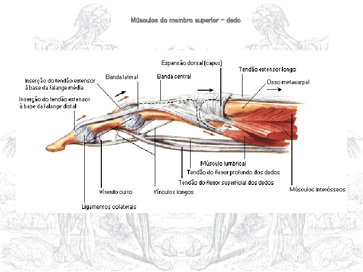 Músculos do membro superior – dedo 