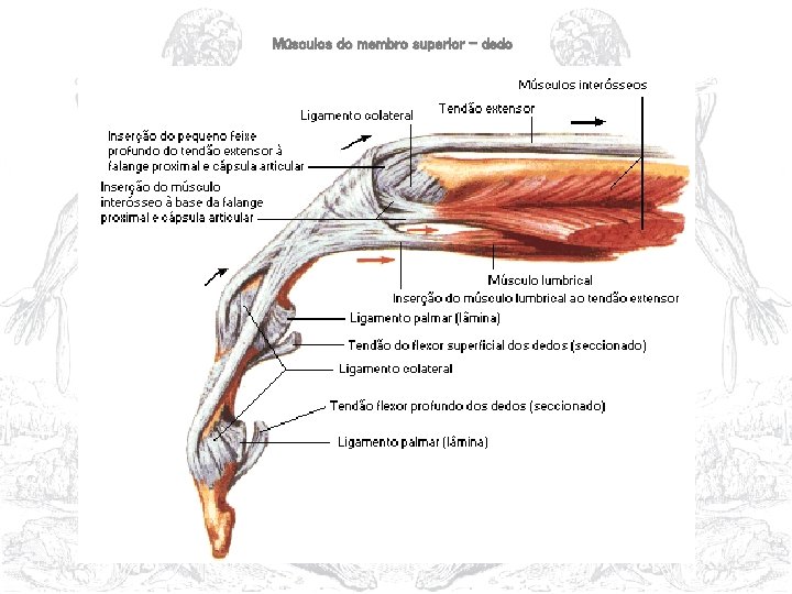 Músculos do membro superior – dedo 