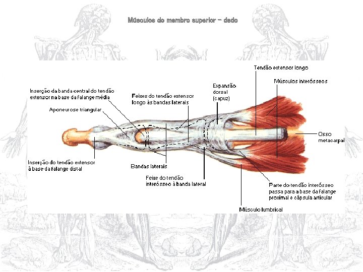 Músculos do membro superior – dedo 