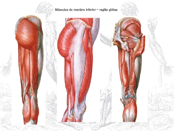 Músculos do membro inferior – região glútea 