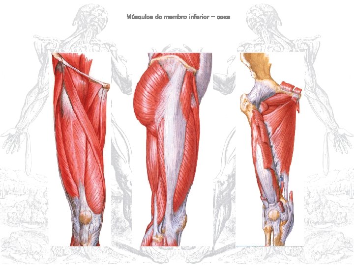 Músculos do membro inferior – coxa 