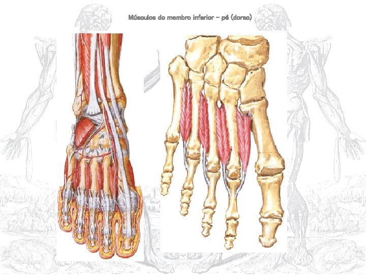Músculos do membro inferior – pé (dorso) 