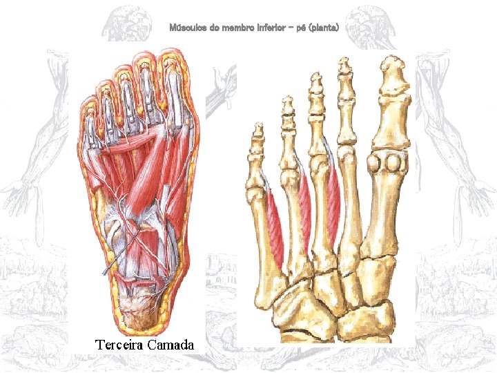 Músculos do membro inferior – pé (planta) 